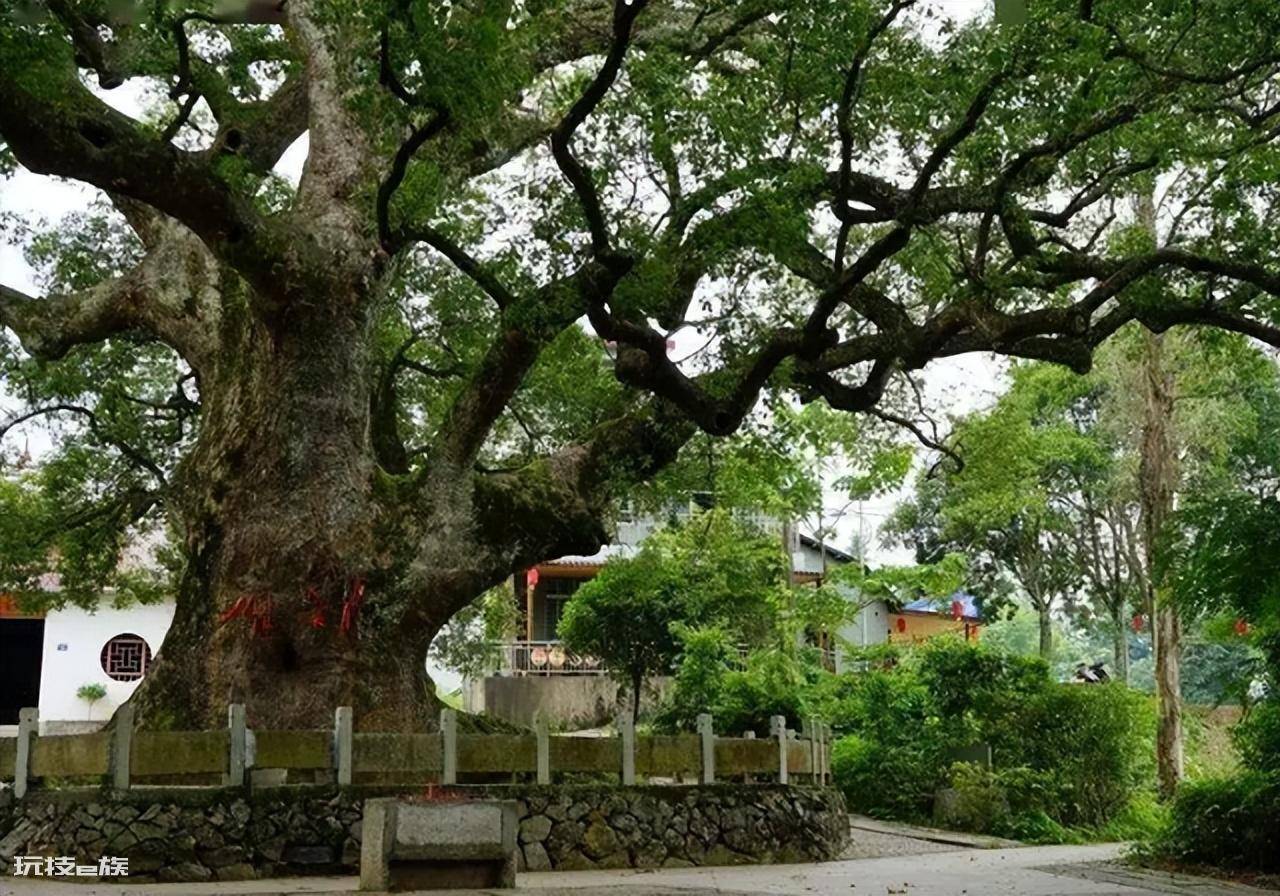 祖坟上长树能不能砍掉(长在祖坟旁边的树砍掉可以吗)-图片6